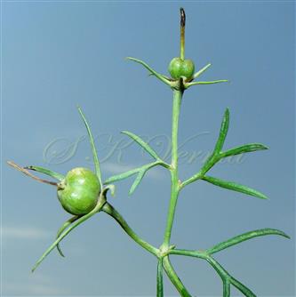  Fruiting branch